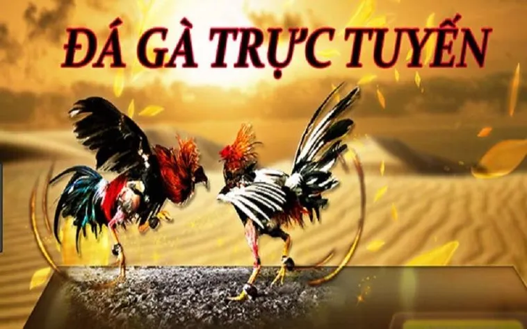 Đá Gà GA28 WW88: Chinh Phục Trận Đấu Kịch Tính, Nhận Thưởng Khủng 2 Đá Gà GA28 WW88: Chinh Phục Trận Đấu Kịch Tính, Nhận Thưởng Khủng